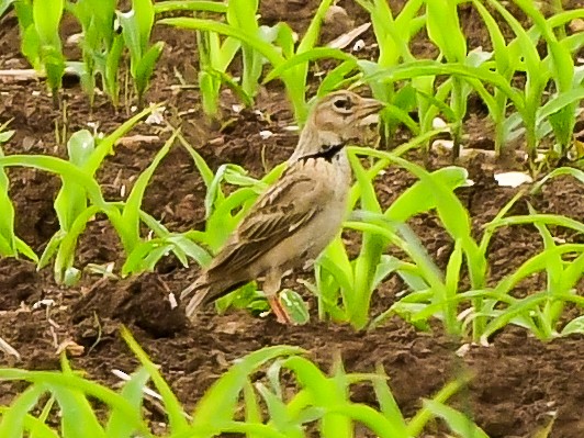 Calandra Lark - ML619774877