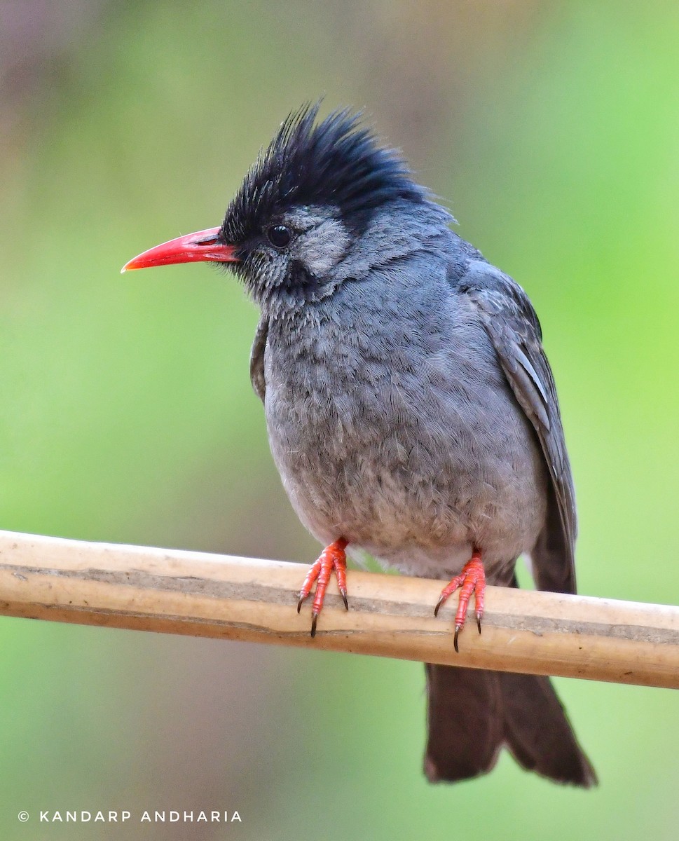 Bulbul Negro - ML619774901