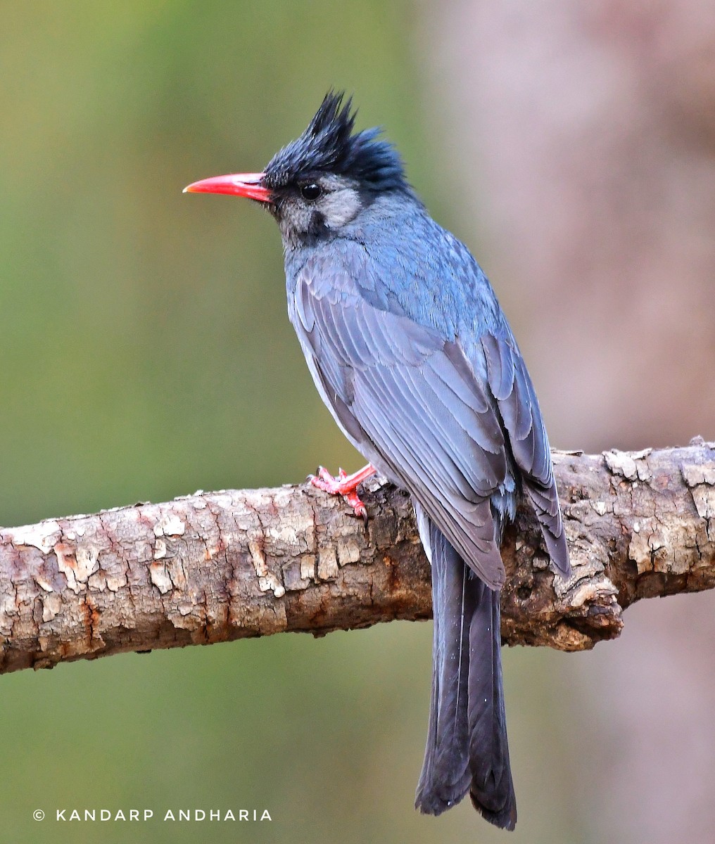 Black Bulbul - ML619774902