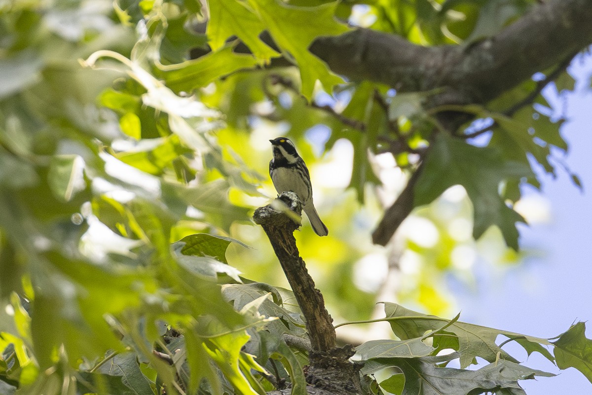 Black-throated Gray Warbler - ML619774916