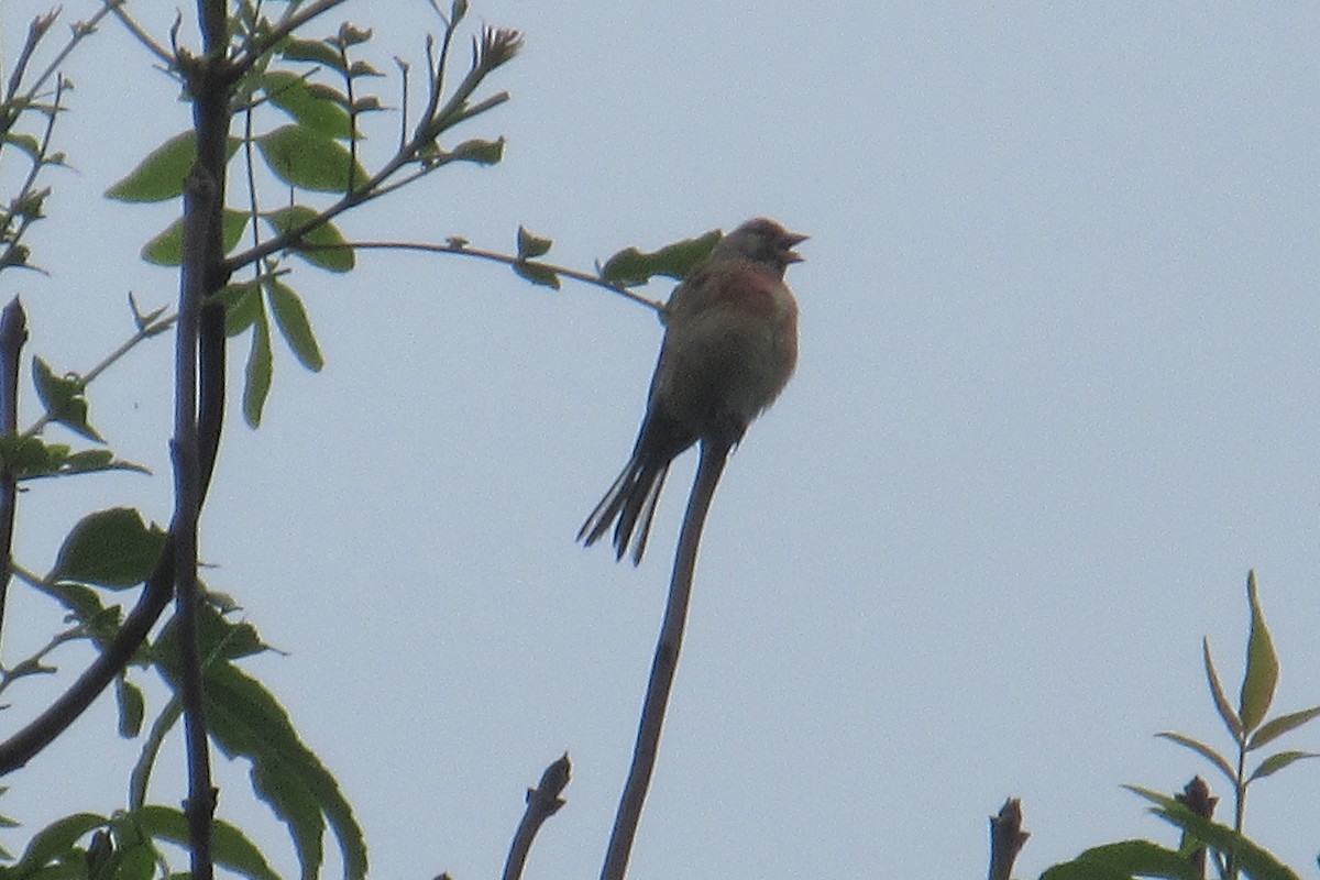 Eurasian Linnet - ML619774955