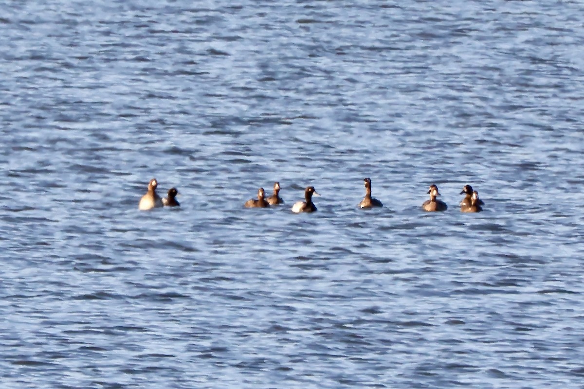 Lesser Scaup - ML619774963