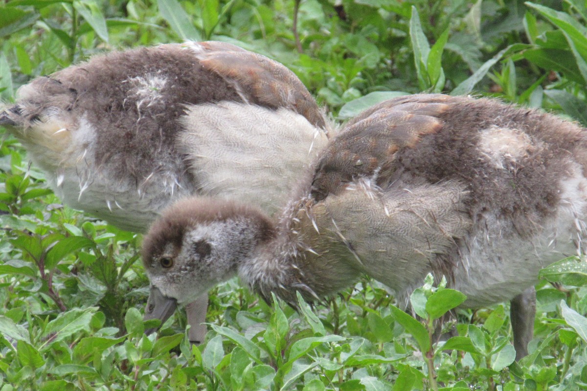 Egyptian Goose - ML619774999