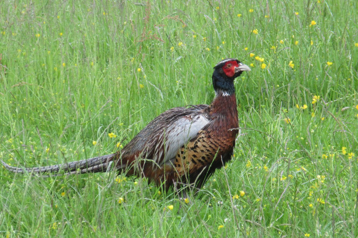 Ring-necked Pheasant - ML619775015