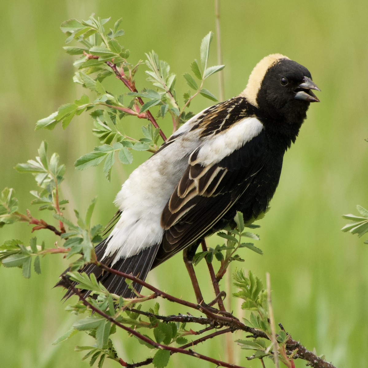 Bobolink - ML619775055