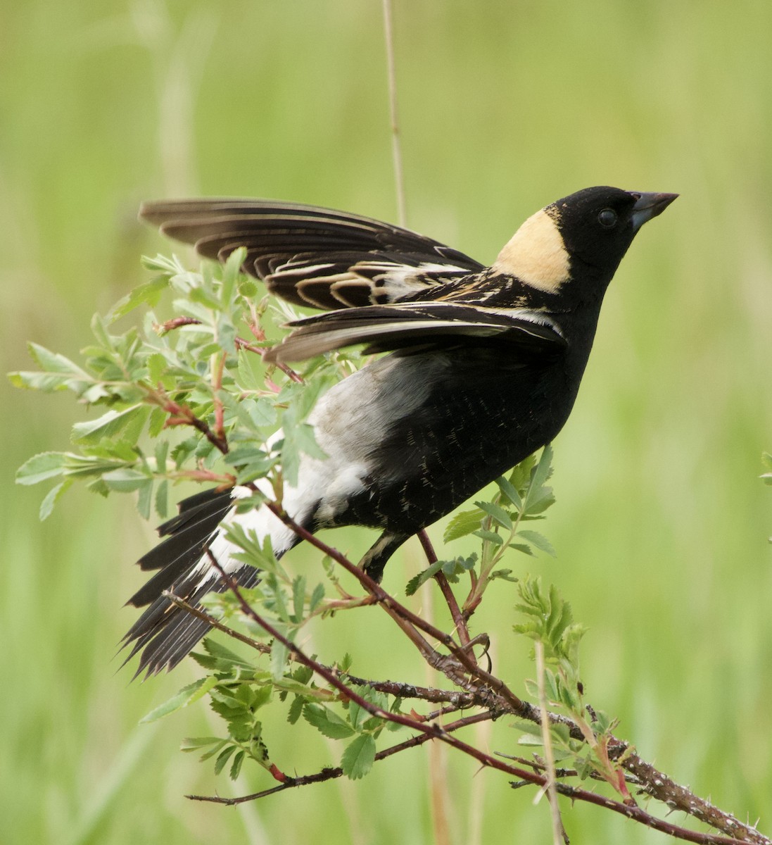 Bobolink - ML619775065