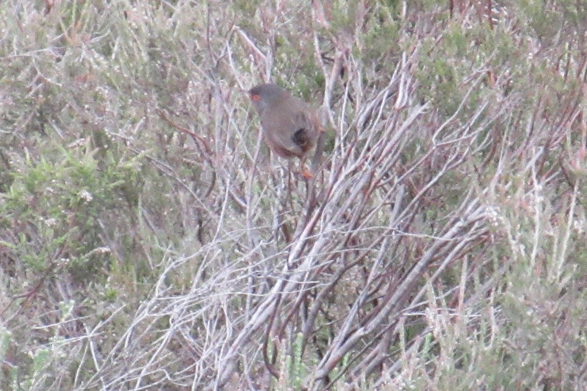 Dartford Warbler - ML619775068