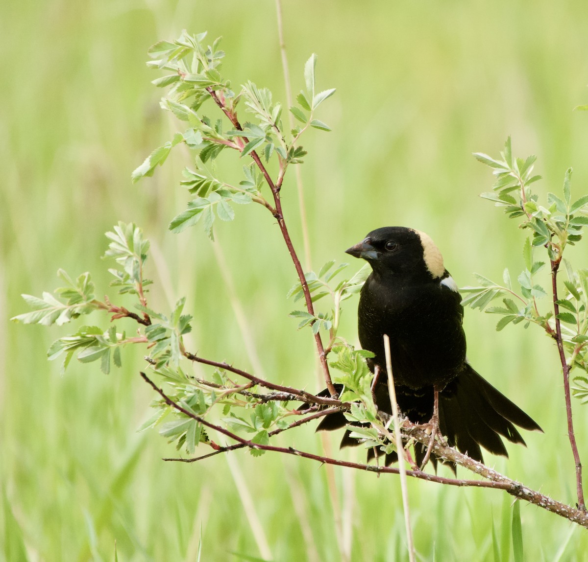 Bobolink - ML619775069