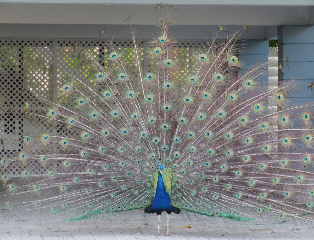 Indian Peafowl - ML619775074