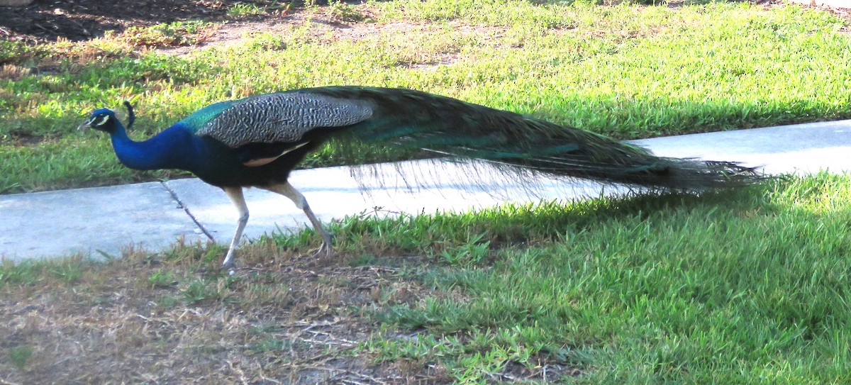 Indian Peafowl - ML619775077