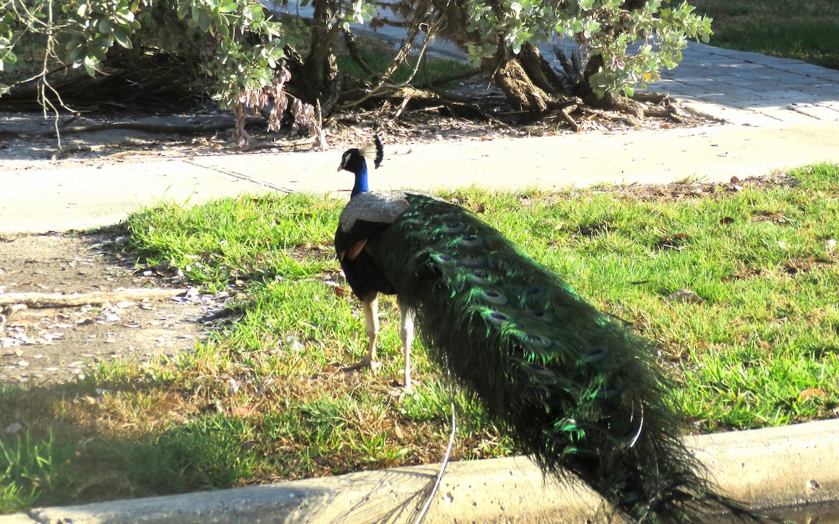 Indian Peafowl - ML619775082