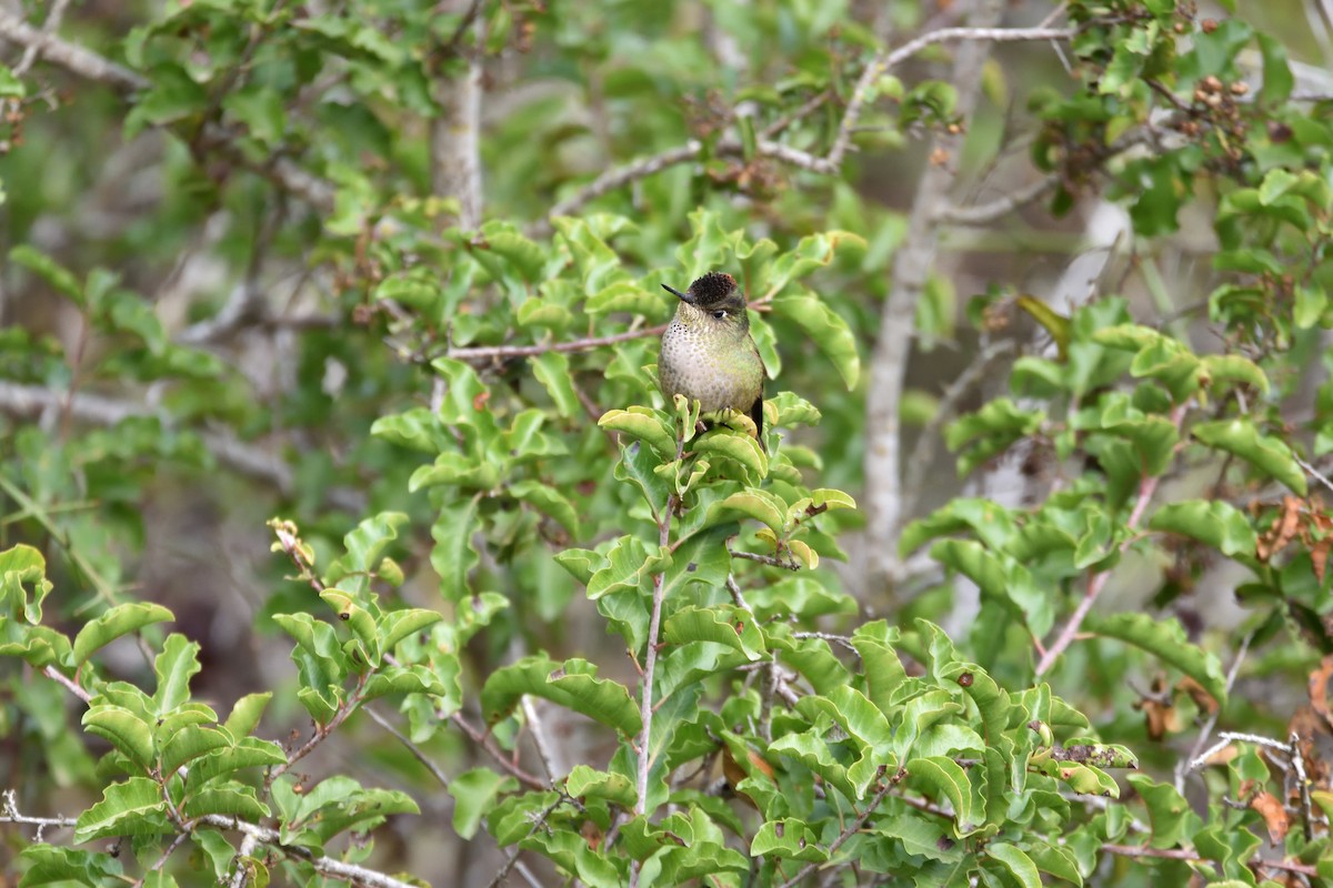 Green-backed Firecrown - ML619775087