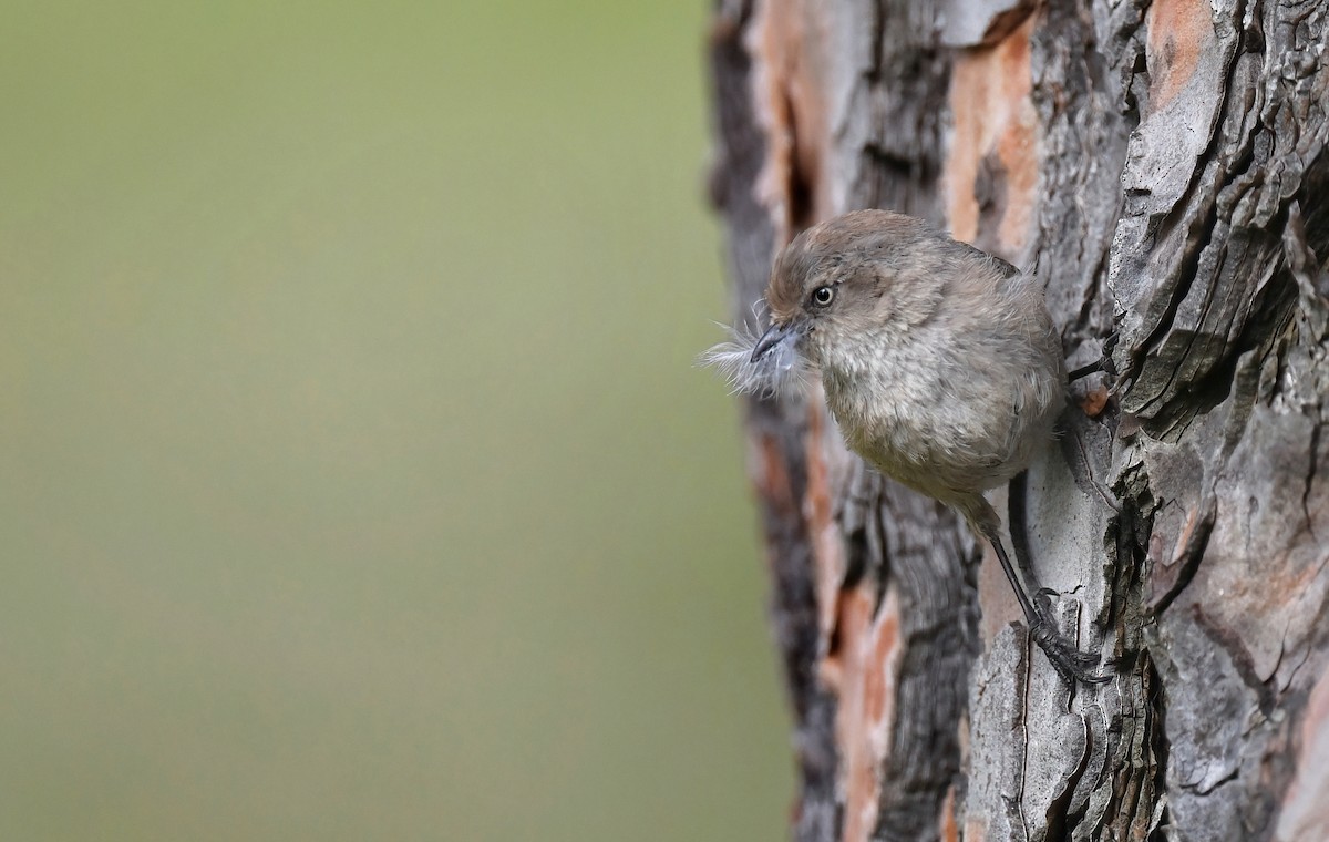 Bushtit - ML619775113