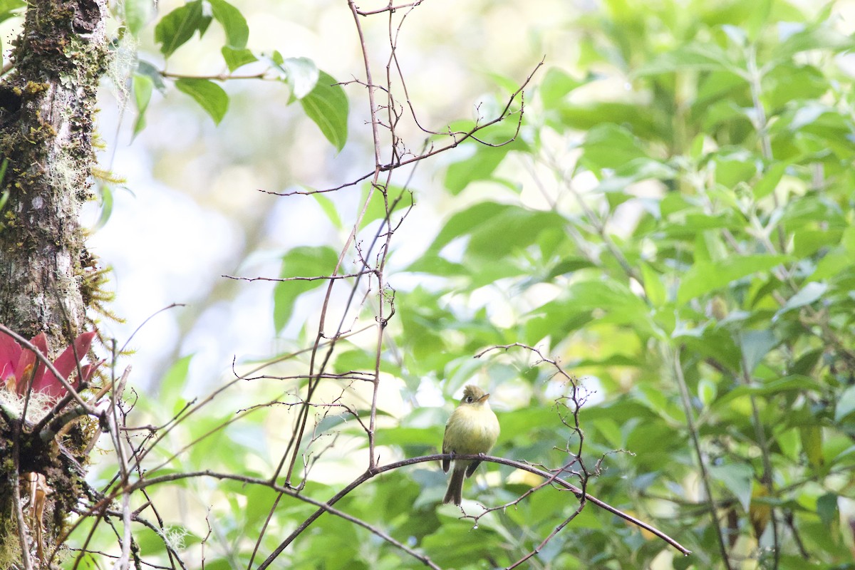 Yellowish Flycatcher - ML619775164