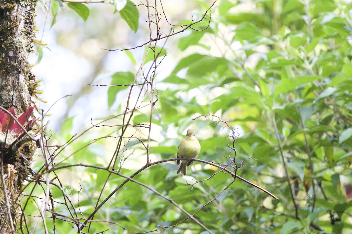 Yellowish Flycatcher - ML619775165