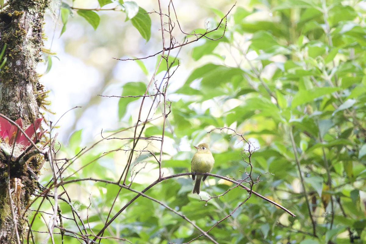 Yellowish Flycatcher - ML619775168