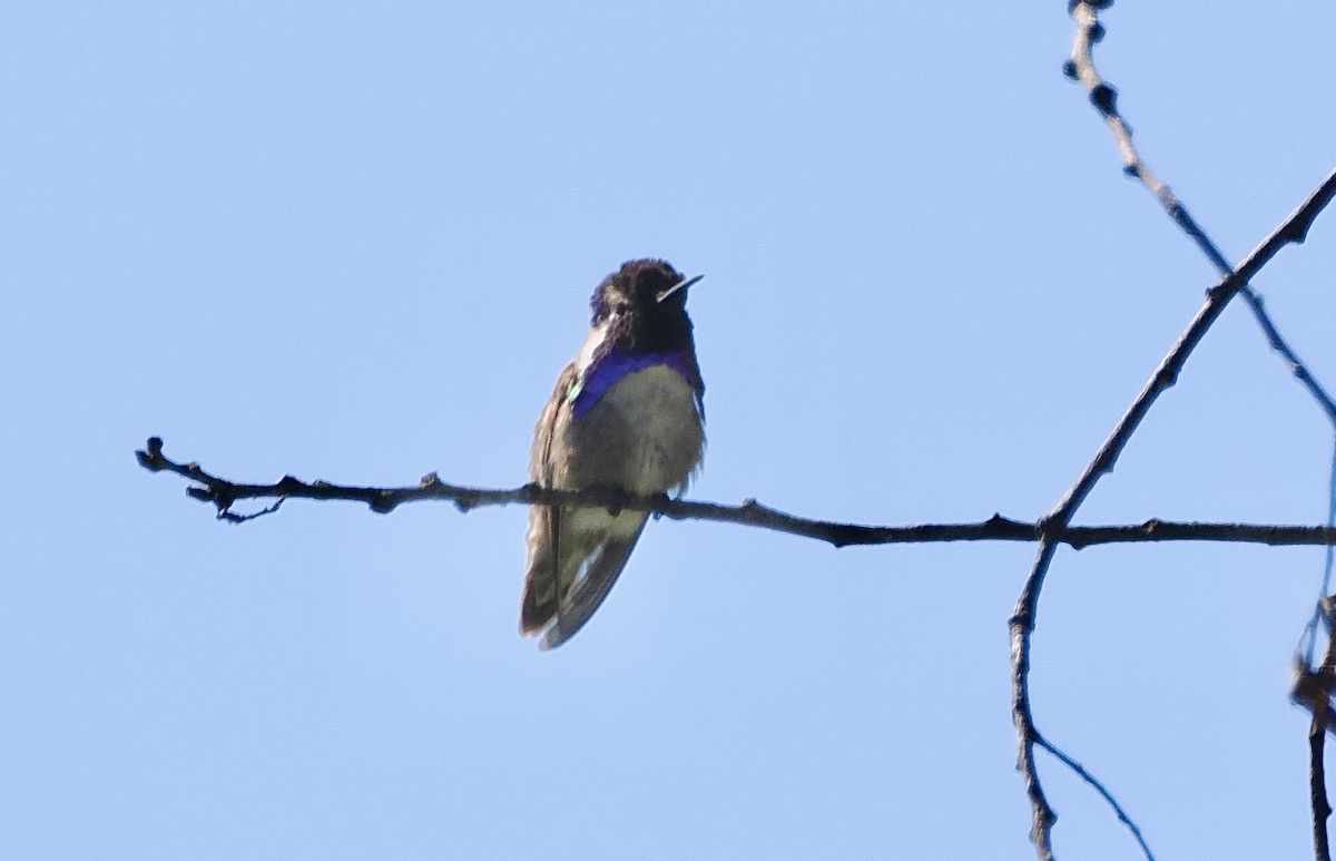 Costa's Hummingbird - ML619775179