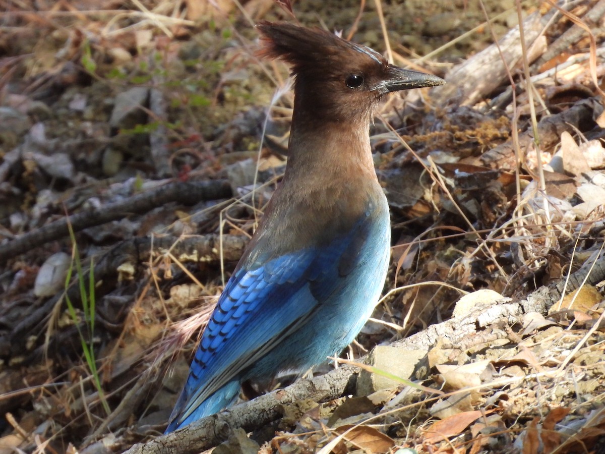 Steller's Jay - ML619775188