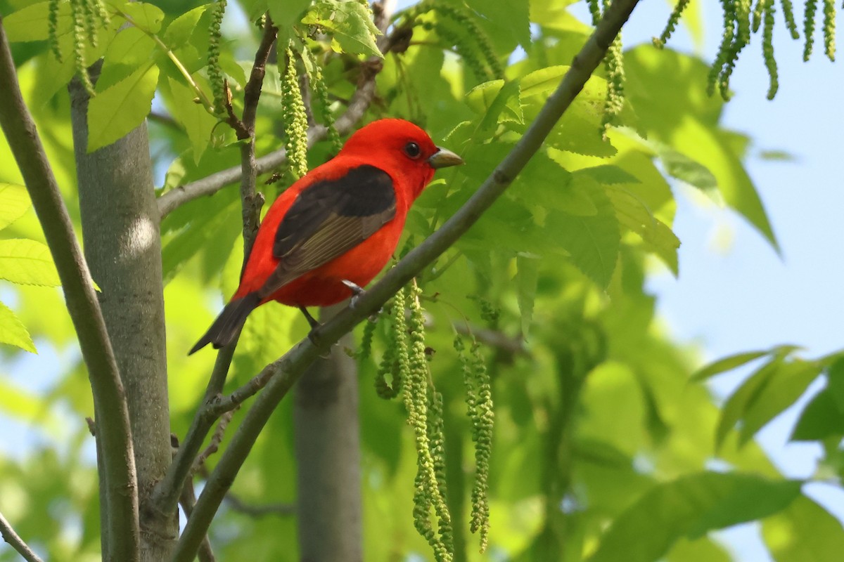 Scarlet Tanager - ML619775212