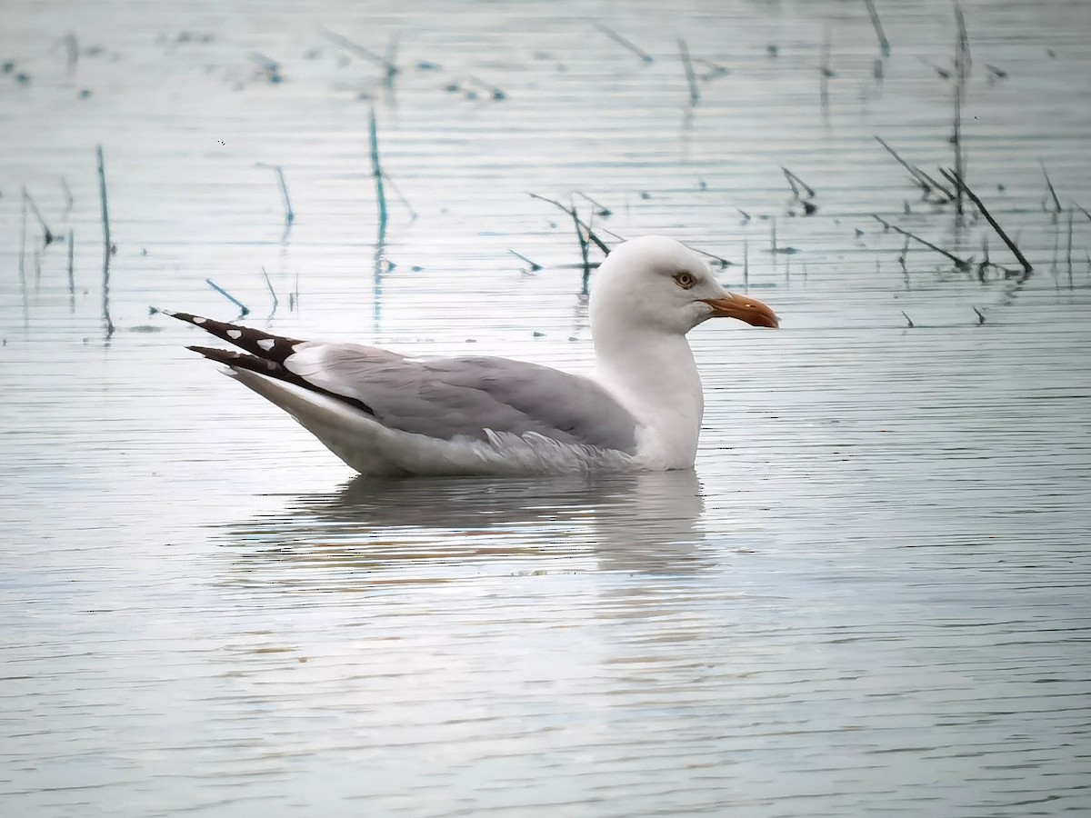 Herring Gull - ML619775214