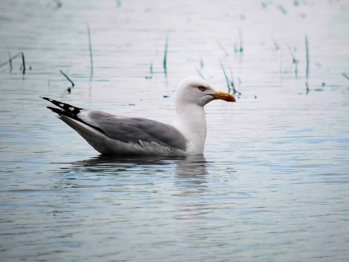 Herring Gull - ML619775215