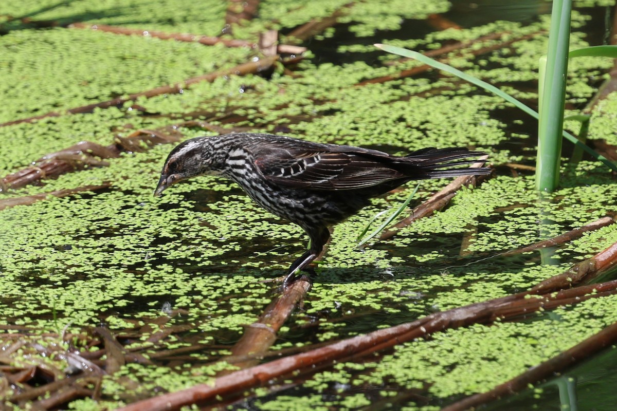 Red-winged Blackbird - Philip Barden