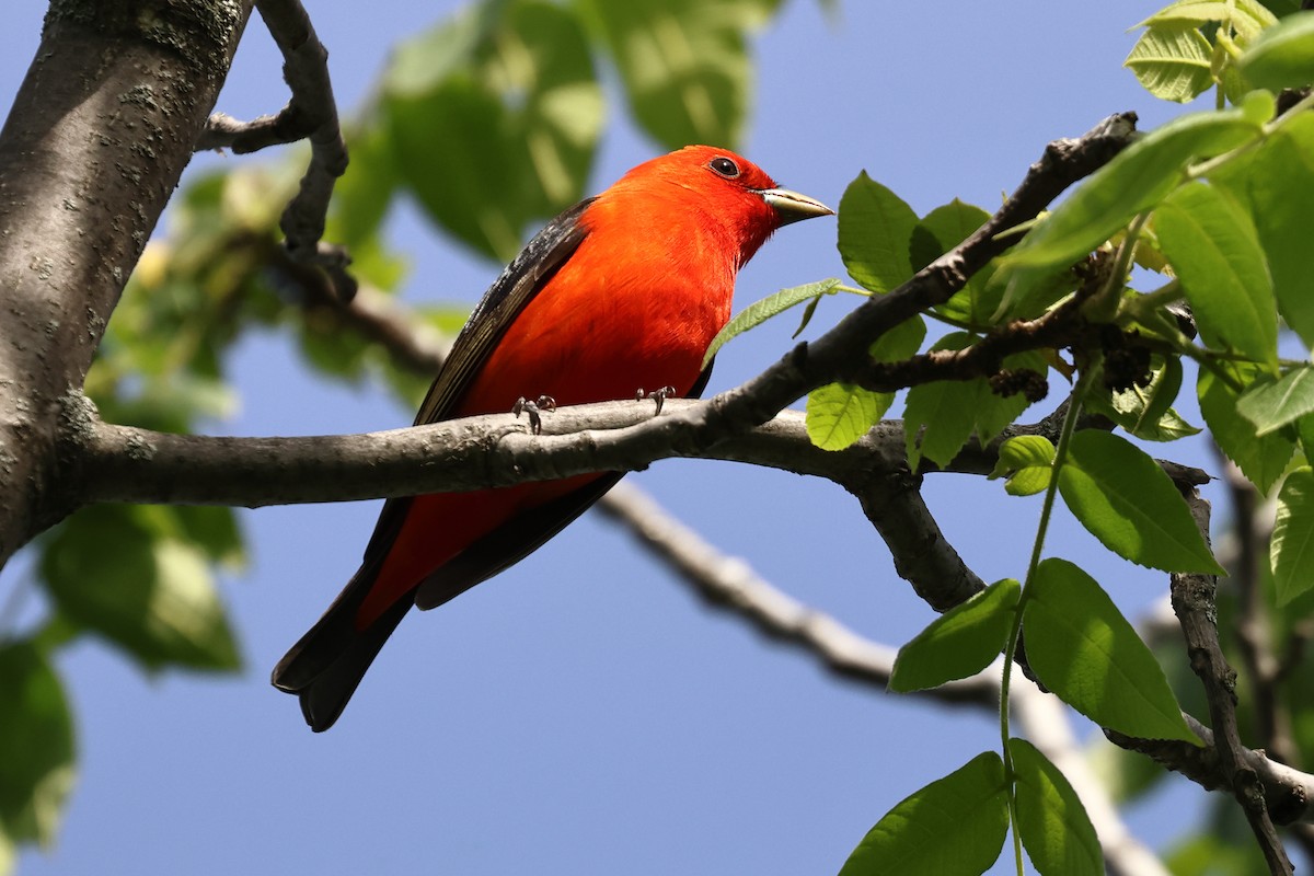 Scarlet Tanager - ML619775225