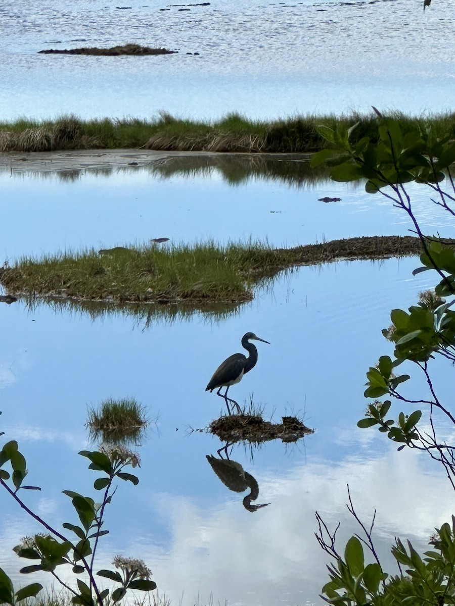 Tricolored Heron - ML619775234