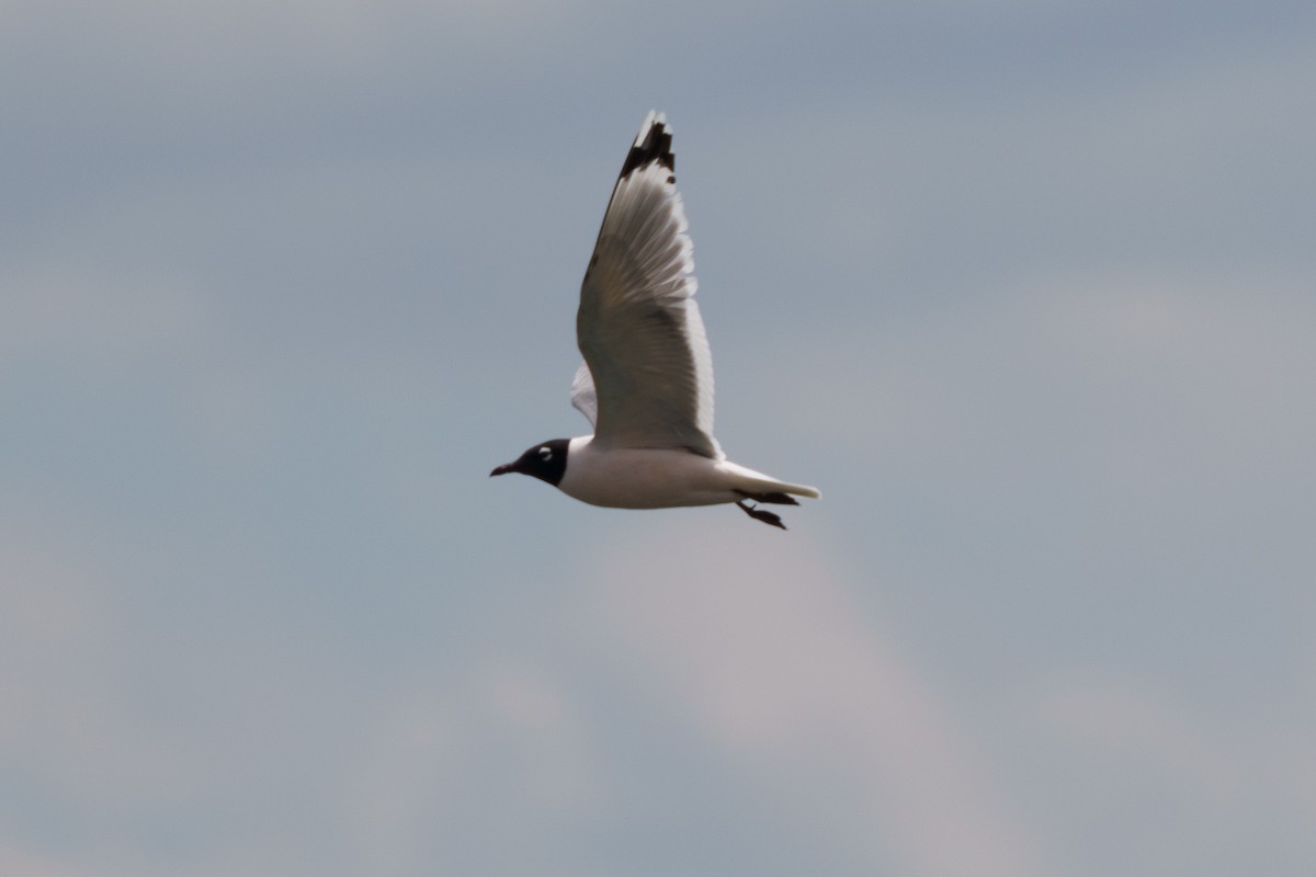 Franklin's Gull - ML619775269