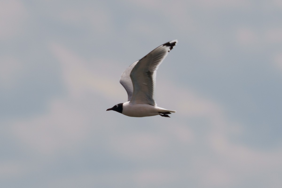 Franklin's Gull - ML619775270