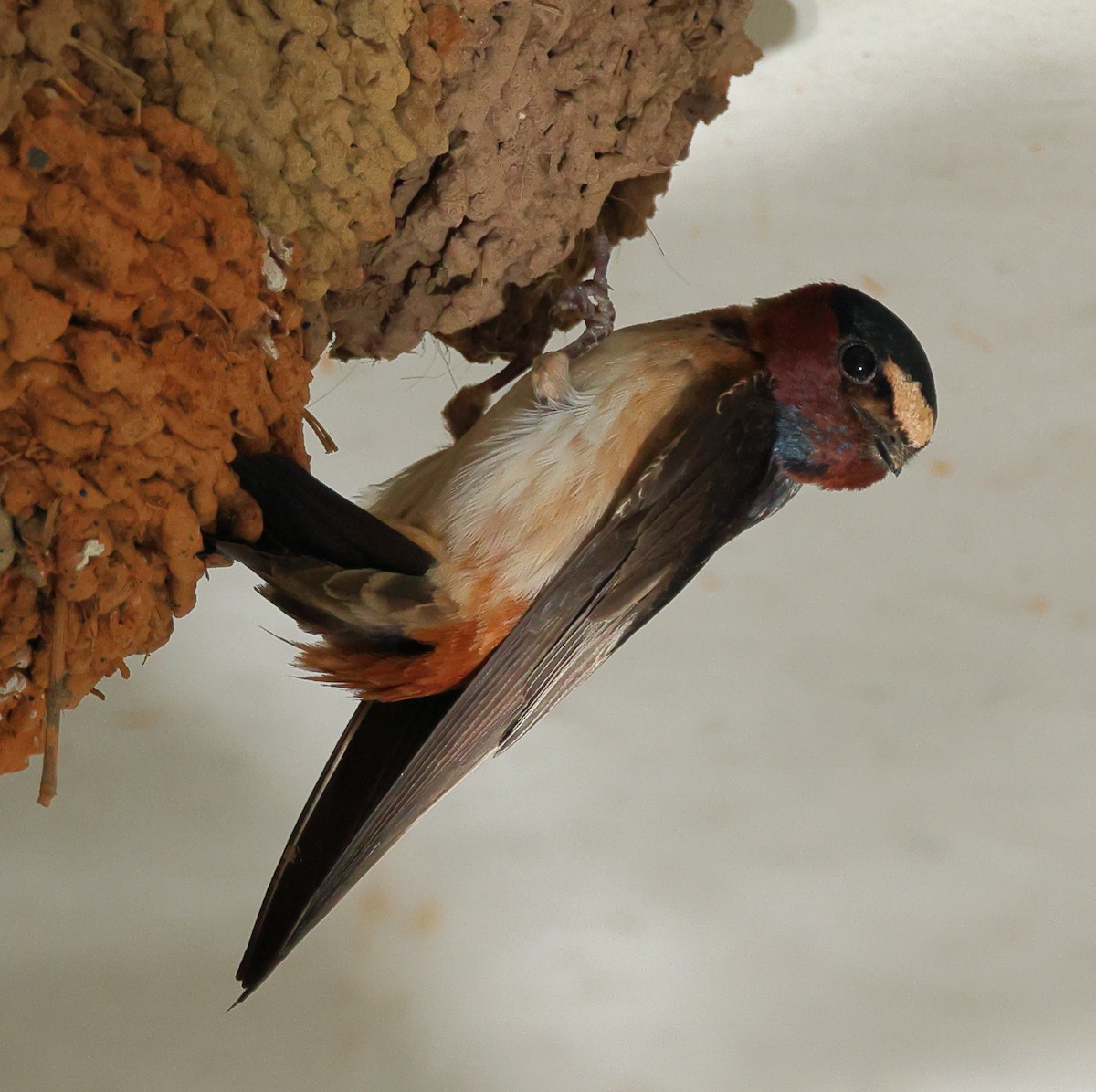 Cliff Swallow - ML619775296