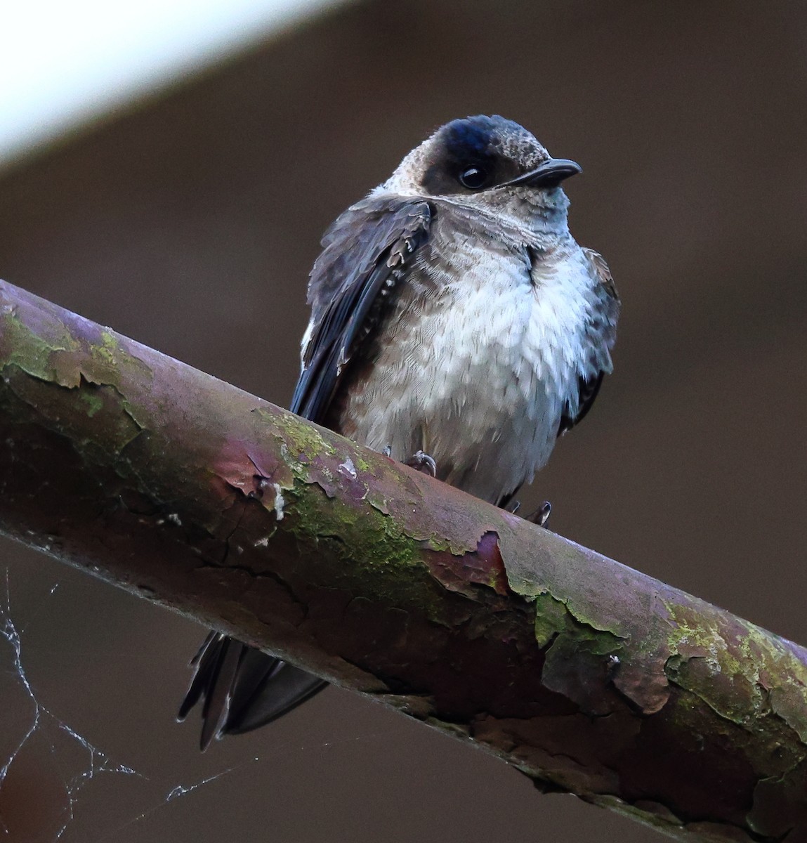 Cliff Swallow - ML619775297