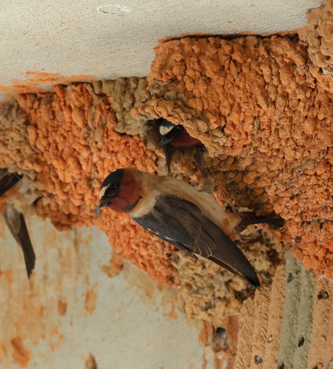 Cliff Swallow - ML619775298