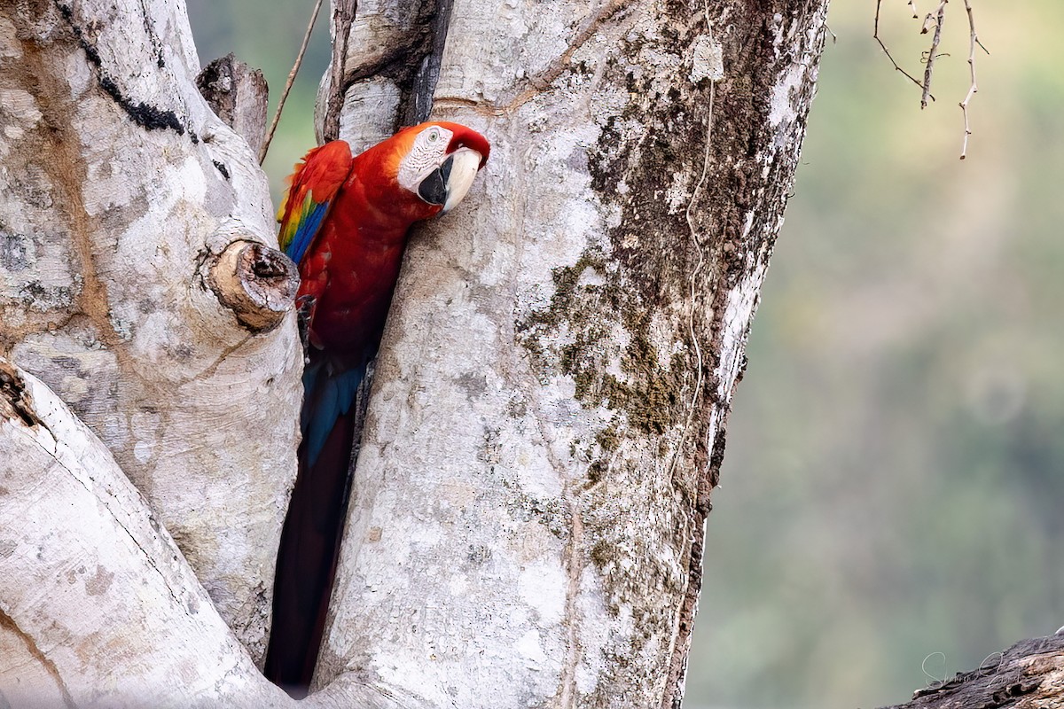 Scarlet Macaw - ML619775301