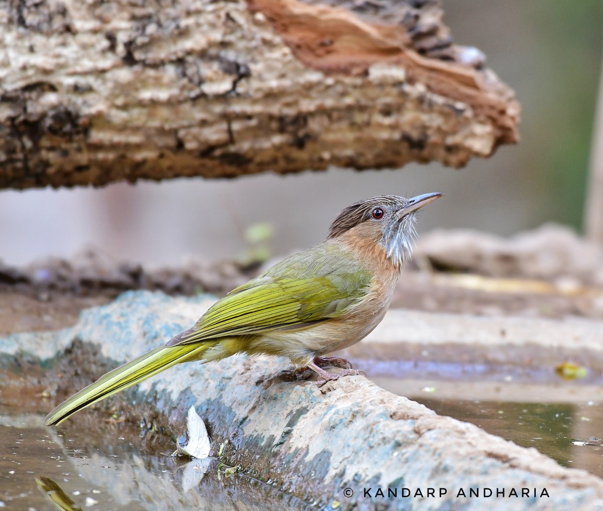 Mountain Bulbul - ML619775318