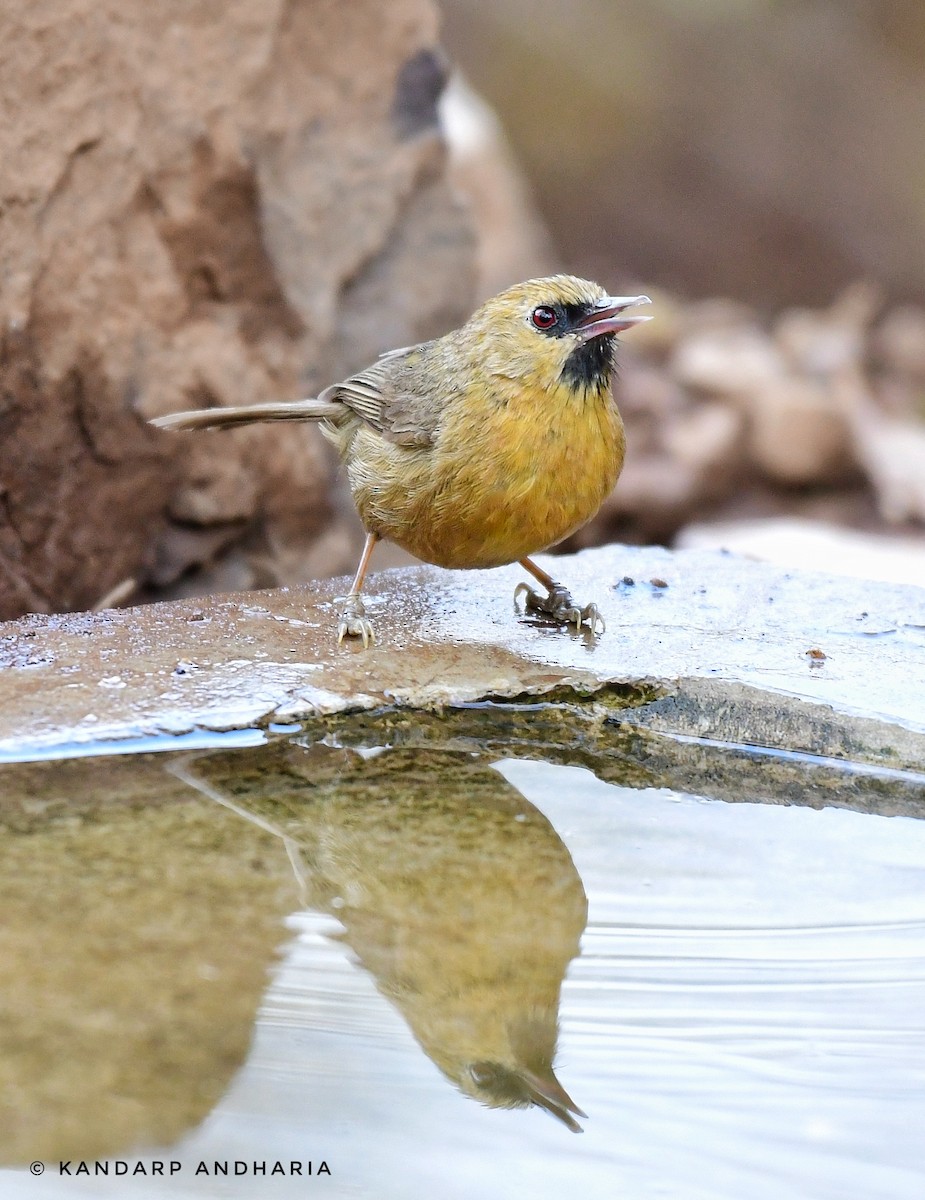 Black-chinned Babbler - ML619775326