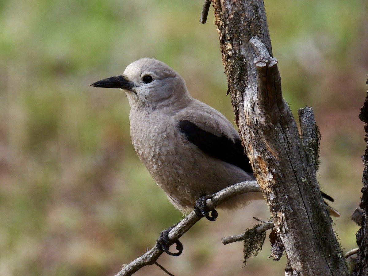 Clark's Nutcracker - ML619775329