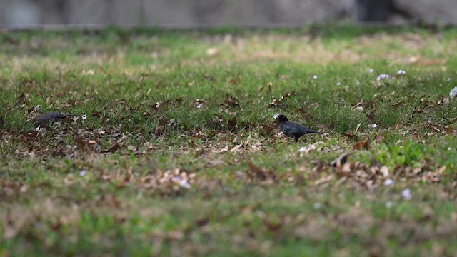 Rusty Blackbird - ML619775330