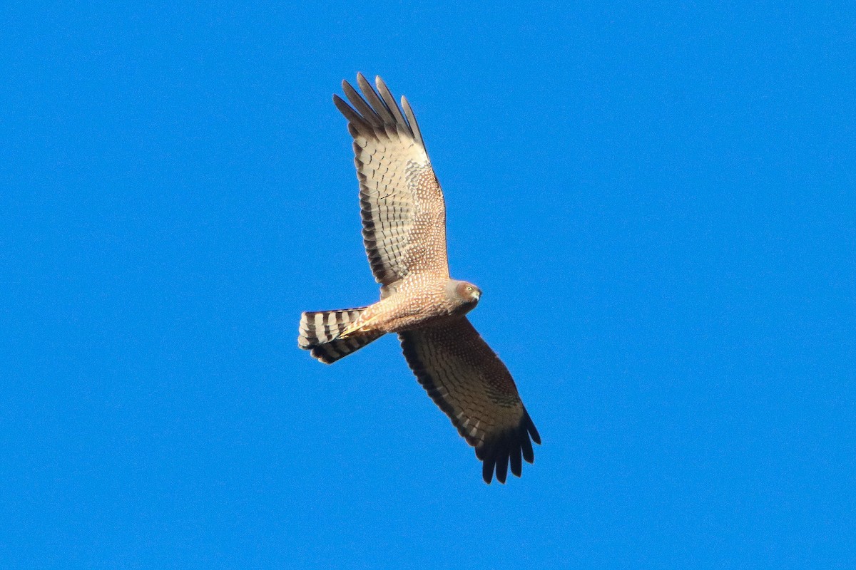 Spotted Harrier - ML619775333