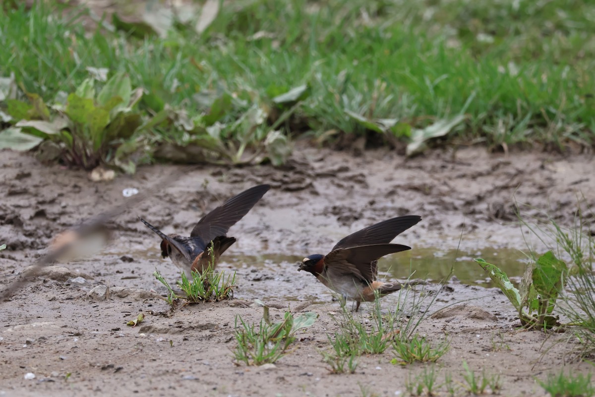 Cliff Swallow - ML619775343