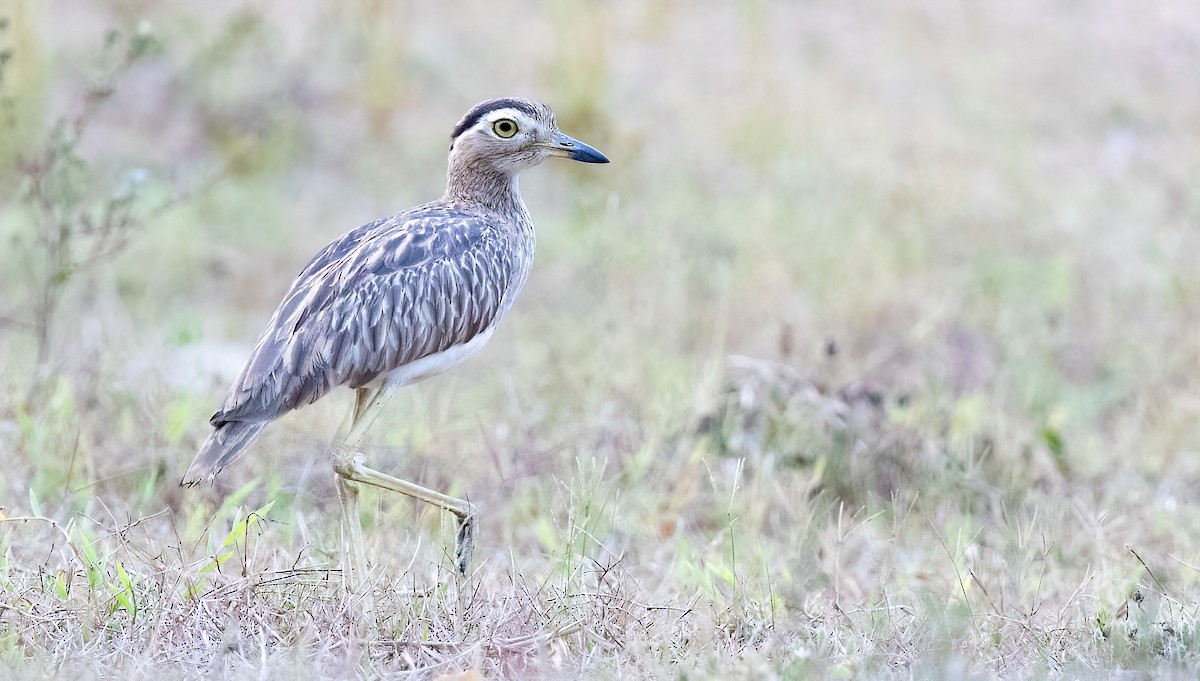 Double-striped Thick-knee - ML619775348