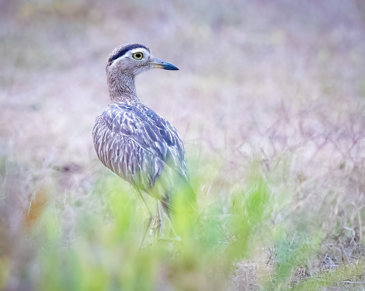 Double-striped Thick-knee - ML619775349