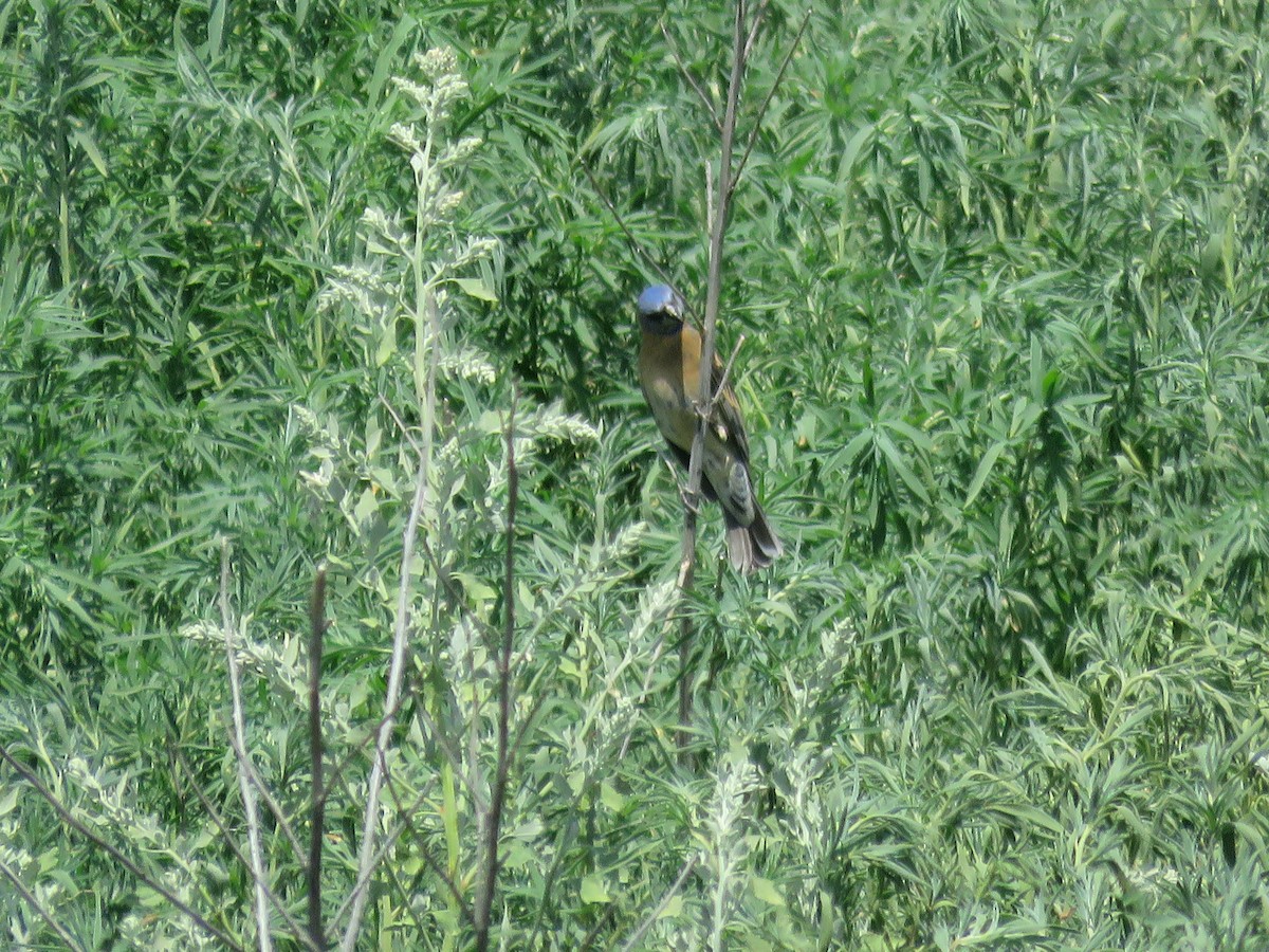 Blue Grosbeak - ML619775361