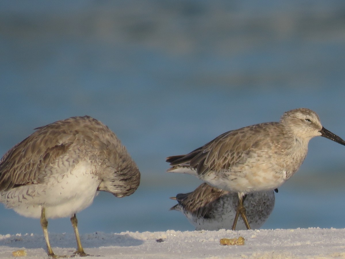 Red Knot - ML619775372