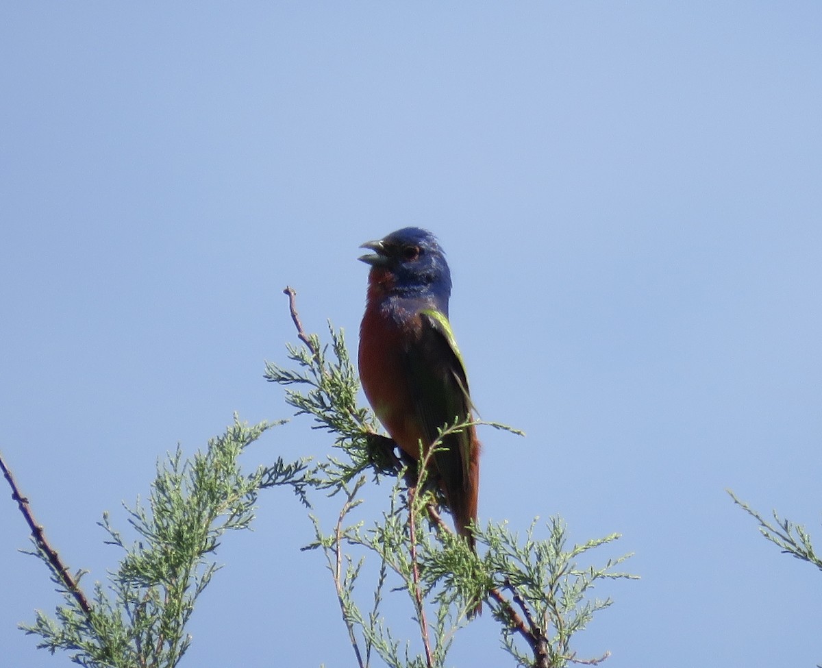 Painted Bunting - ML619775380