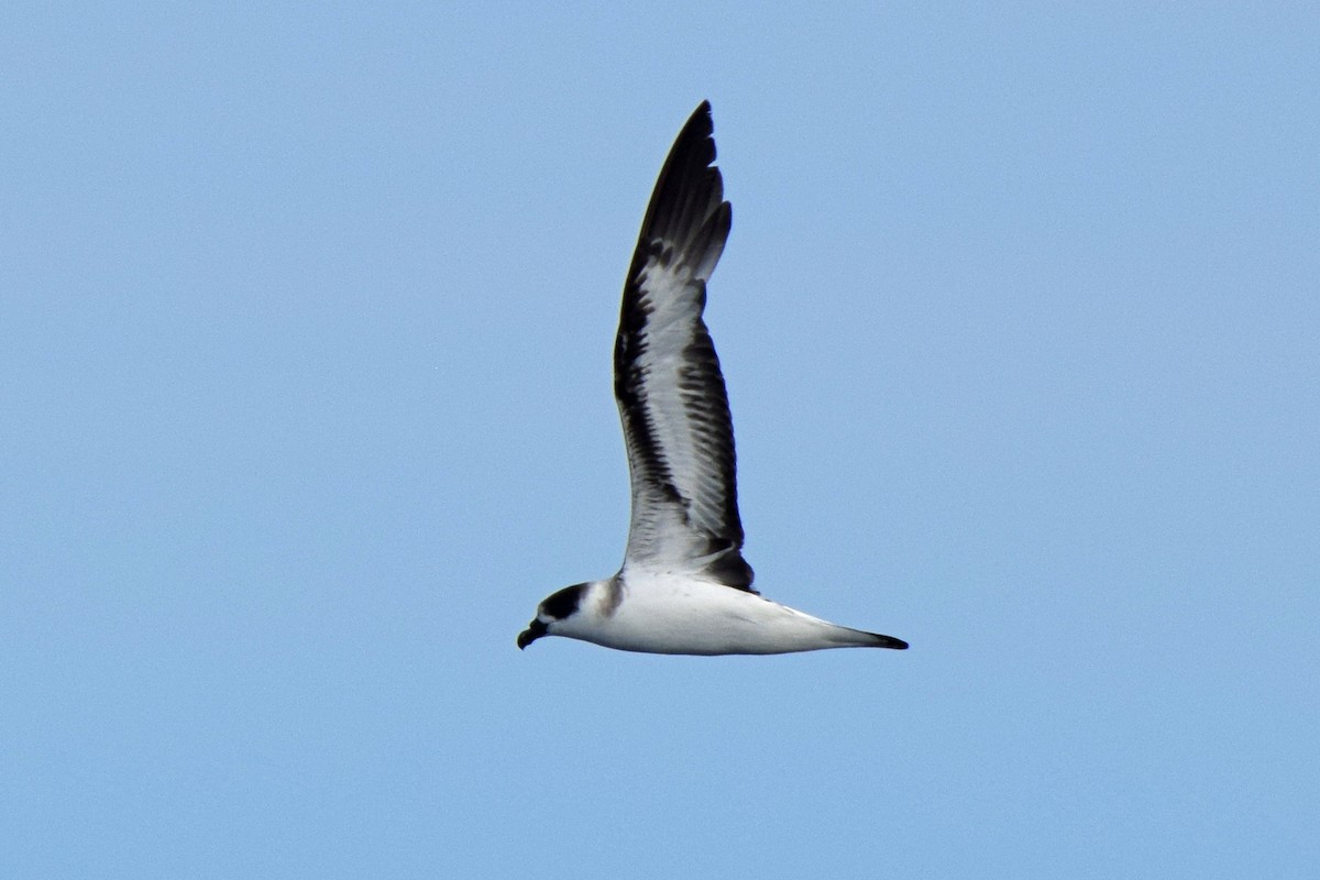 Black-capped Petrel - ML619775404