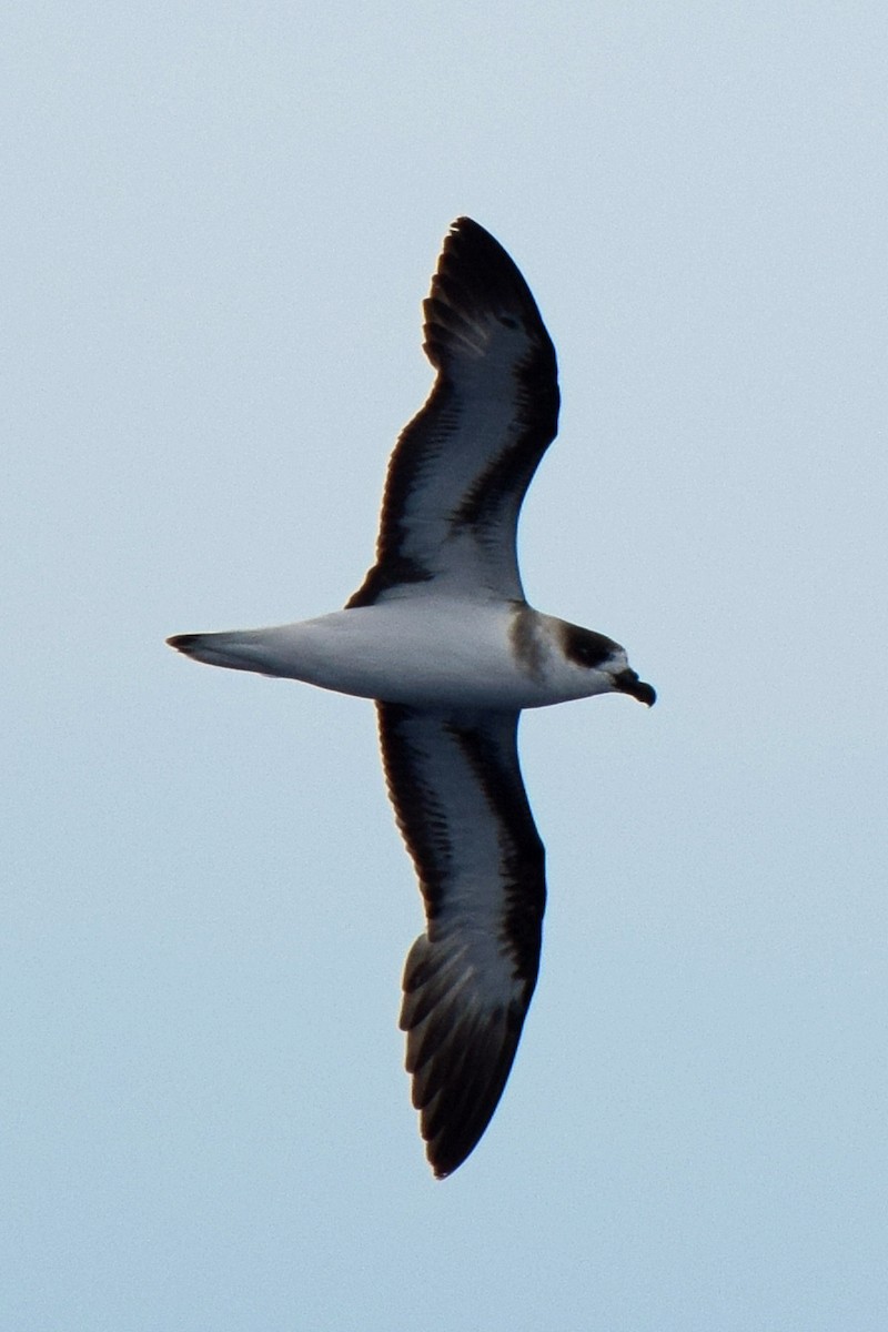 Black-capped Petrel - ML619775407