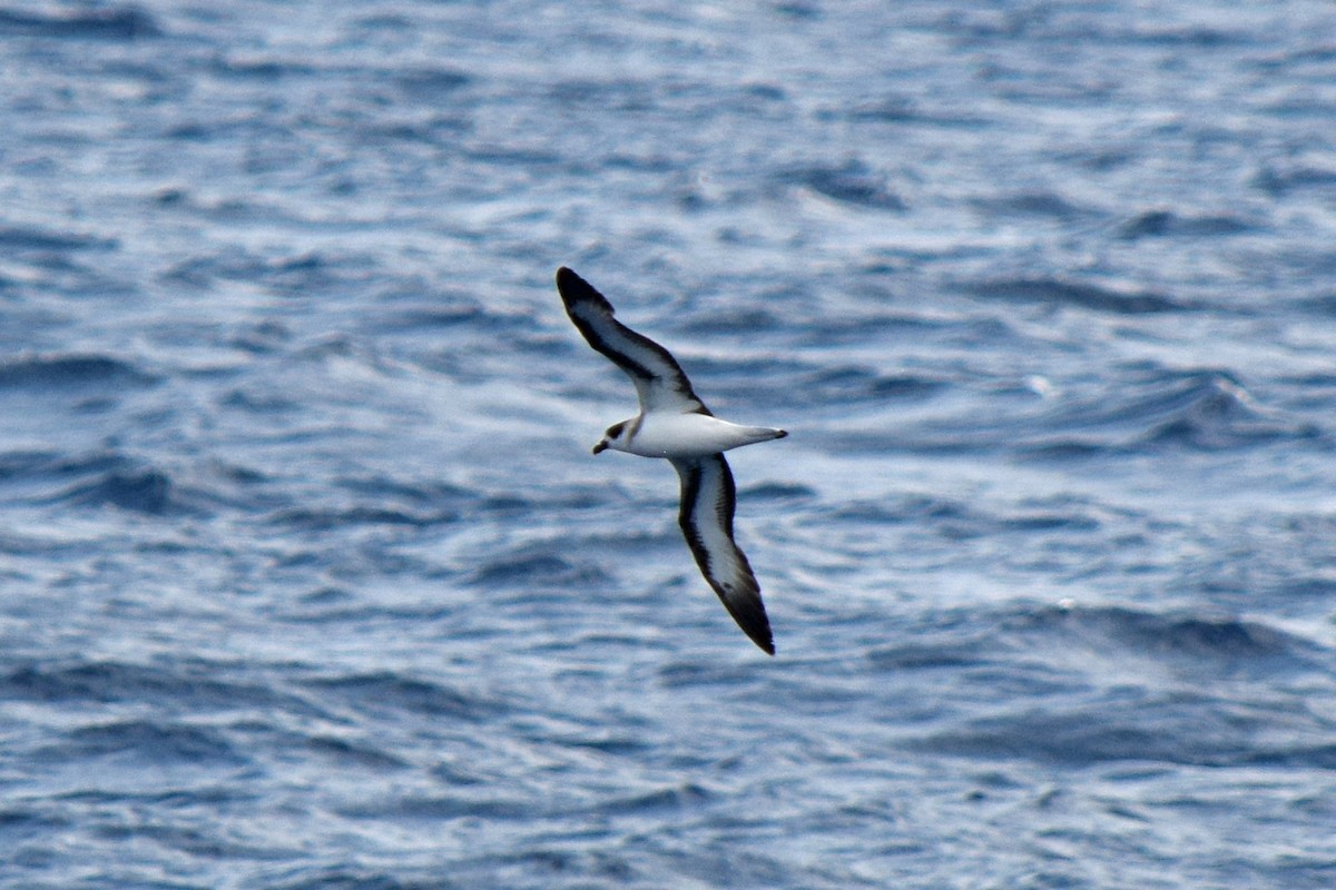 Black-capped Petrel - ML619775410