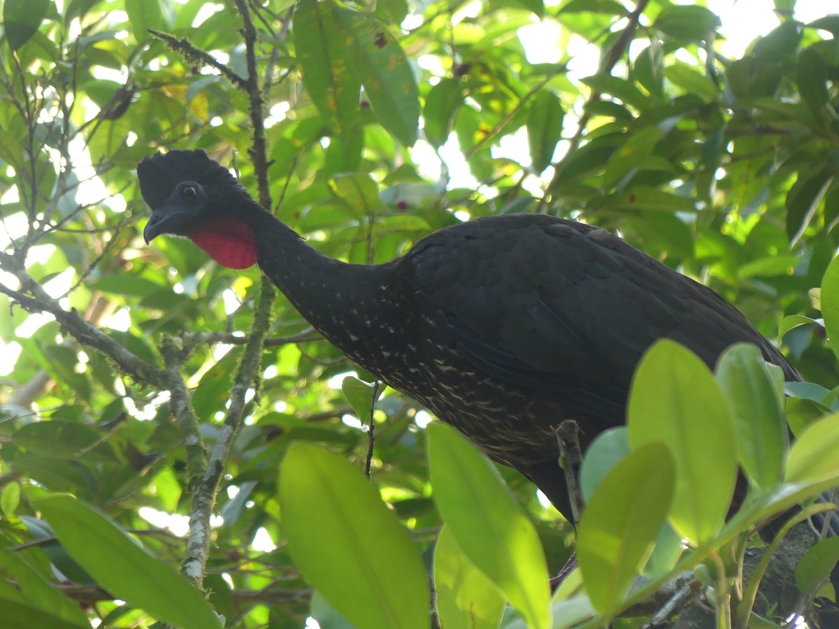Crested Guan - ML619775424