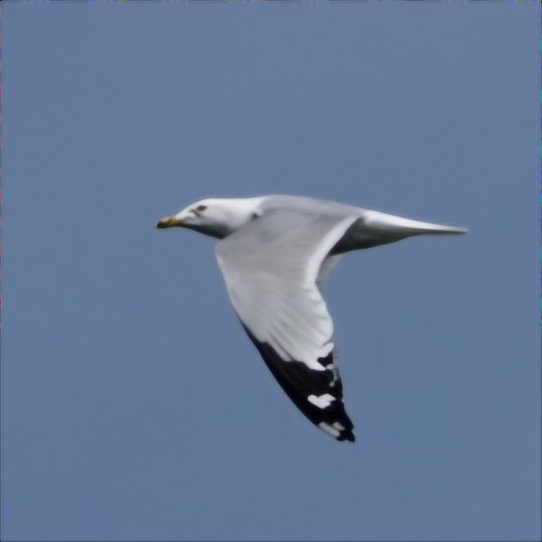 Ring-billed Gull - ML619775425